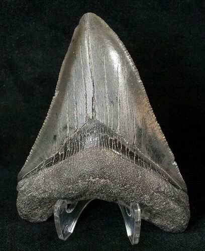 Serrated Megalodon Tooth #16404